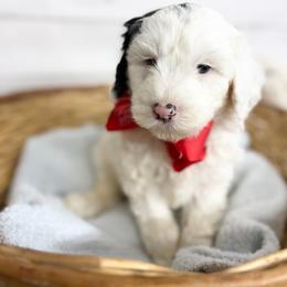 Captain - Black and white male Sheepadoodle puppy in Nixa, Missouri from Davis Family Doodles