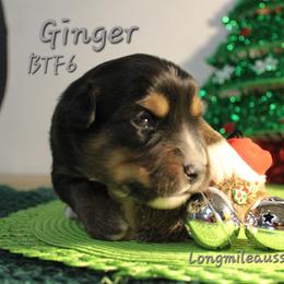Ginger BTF6 - Black tri female Miniature Australian Shepherd puppy in Elgin, Oregon from LongMile Aussies