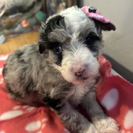 Penny, 4 week old - Blue merle and white female Sheepadoodle puppy in Crawford, Colorado from Saddle Mountain Doodles