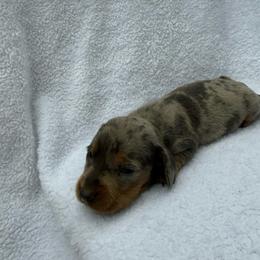 Girl 2 - Dapple female Dachshund puppy in Stilwell, Oklahoma from Johnson Dachshund’s
