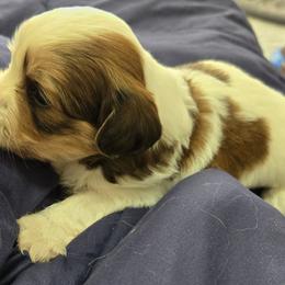 London - Red male Havanese puppy in Silver Spring, Maryland from GoldDust Havanse
