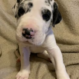 Great Dane Puppies from Cook’s Gentle Giants