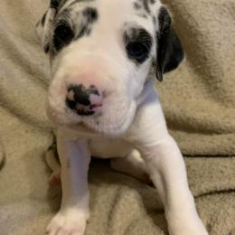 Great Dane Puppies from Cook’s Gentle Giants