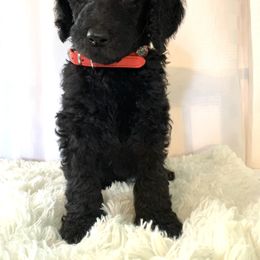 Poodle Puppies from Park Vista Poodles