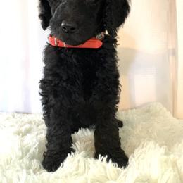 Poodle Puppies from Park Vista Poodles