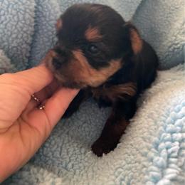Buzz - Blue and gold male Yorkshire Terrier puppy in Brooksville, Florida from York Girl’s Pups