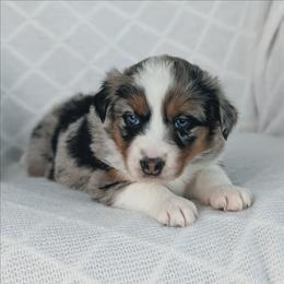Girl 1 Yellow - Blue merle female Australian Shepherd puppy in Yakima, Washington from Naches Heights Ranch