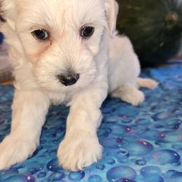 Boy - Cream male Maltipoo puppy in Brooksville, Florida from DeVall Maltipoos