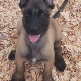 Boy 3 - Mahogany male Belgian Malinois puppy in Corpus Christi, Texas from Heavenly Firefly Belgian Malinois