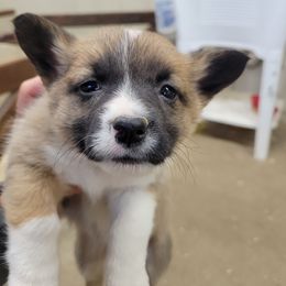 Beagle and Pembroke Welsh Corgi Puppies from Country Acres Farm
