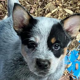 Boy 3 - Blue male Australian Cattle Dog puppy in Norton, Ohio from Australian Cattle Dog Company