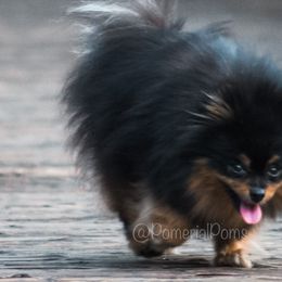 Pomeranians from Pomerial Poms