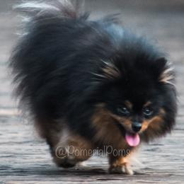 Pomeranians from Pomerial Poms