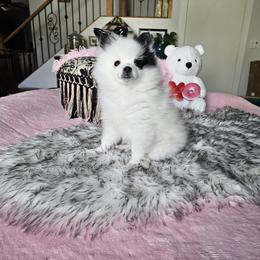 Pomeranian Puppies from Perfectly Pampered Pomeranians
