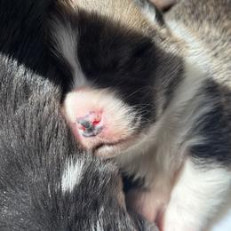 Boy 3 - Pembroke Welsh Corgi puppy from Cadenza Corgis