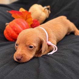 Nala AKC 4,800 - Dapple female Dachshund puppy in Indian Trail, North Carolina from Hilda’s Teenie Weenies