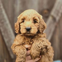 Sandy - Red  male Goldendoodle puppy in Mohnton, Pennsylvania from Stony Meadow Puppies