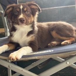 Diva - Red tri female Miniature Australian Shepherd puppy in Kentwood, Louisiana from Frazier Fluff & CO.