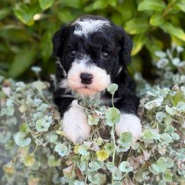 Ariel - Black and white female Sheepadoodle puppy in Wharton, Texas from Little Fur Friends