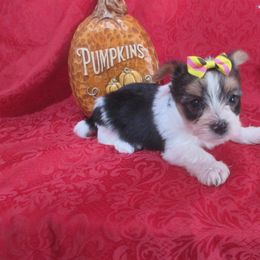 Yorkshire Terrier Puppies from Grandma's Yorkie Cottage