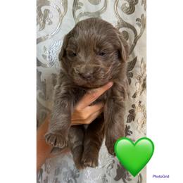Max Bobby - Gray male Newfoundland puppy in New Paris, Ohio from Beatty Newfies