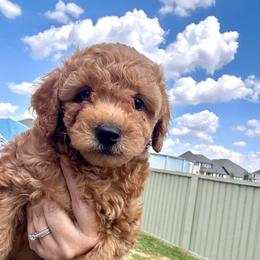 Pooh Bear - Red male Cavapoo puppy in Liberty Hill, Texas from Cuddlebug Cavapoos of Austin