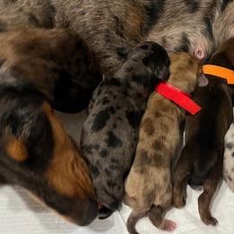 Dachshunds from Harrington Dachshunds