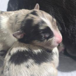 Blue merle (Natural Bobbed Tail) - Red merle male Australian Shepherd puppy in Rainsville, Alabama from Chaparro Farm