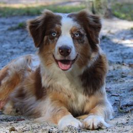 Miniature Australian Shepherds from Mossy Mountain Aussies