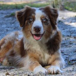 Miniature Australian Shepherds from Mossy Mountain Aussies