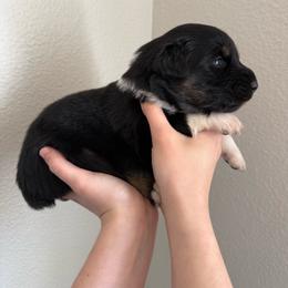 Hershey - Black tri-color male Australian Shepherd puppy in Weeki Wachee, Florida from Ace of Spades Australian Shepherds