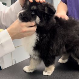Pomsky Puppies from PomskyParadise