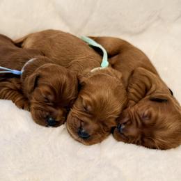 Girl 1 - Red  female Goldendoodle puppy in Conway, South Carolina from Cotton Country Doodles