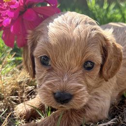 Cavapoos from Cuddlebug Cavapoos of Austin