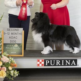 Shetland Sheepdogs from KaMera Shelties
