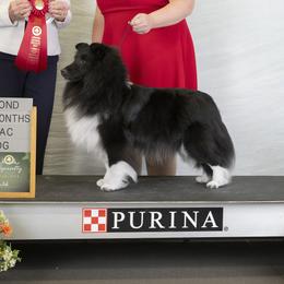 Shetland Sheepdogs from KaMera Shelties
