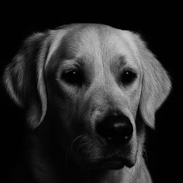 Avery - Golden Retriever