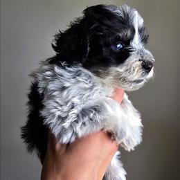 Bordreaux - Parti male Schnoodle puppy in Grove, Oklahoma from Grand Lake Poodles & Doodles