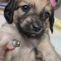 Marley - Cream male Dachshund puppy in Oklahoma City, Oklahoma from OkieDoxieland Dachshunds