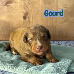 Gourd - Sable male Aussiedoodle puppy in Ellenburg Center, New York from Kristin's Puppies