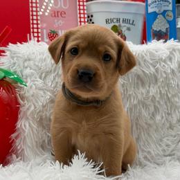 Gray - Yellow female Labrador Retriever puppy in Heath Springs, South Carolina from Rich Hill Retrievers