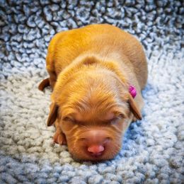 Sassy - Dark golden female Golden Retriever puppy in Shelton, Washington from Kennedy Goldens