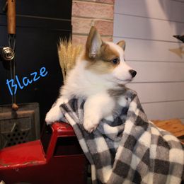 Blaze - Sable male Pembroke Welsh Corgi puppy in Purcellville, Virginia from Rhone River Farm Pembroke Welsh Corgis