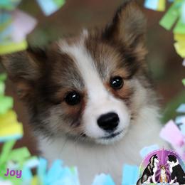 Nenets Herding Laika puppies from Mystic Winds