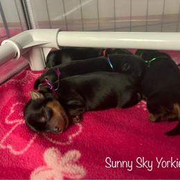 Nutmeg - Black and tan female Yorkshire Terrier puppy in Minnesota from Sunny Sky Yorkies