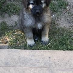 Sarplaninac Puppies from Sarplaninac in the USA