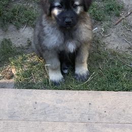 Sarplaninac Puppies from Sarplaninac in the USA