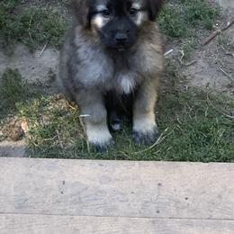 Sarplaninac Puppies from Sarplaninac in the USA
