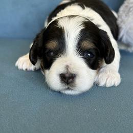 Mandy - Tri-color female Cavapoo puppy in Yuciapa, California from AlltheDoodlez_