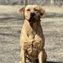 Red White N Blue - Labrador Retriever